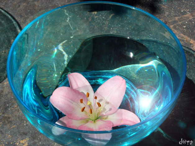 Обои картинки фото цветы, лилии, лилейники