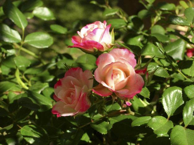 Обои картинки фото цветы, розы