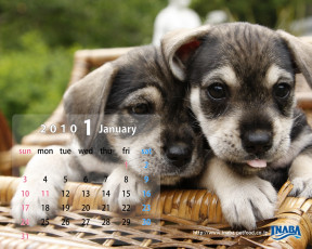 Картинка бренды inaba