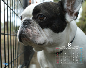 Картинка бренды inaba