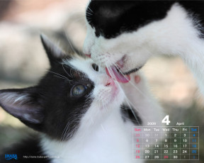 Картинка бренды inaba