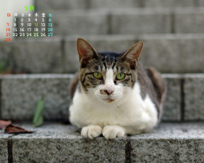 обоя календари, животные