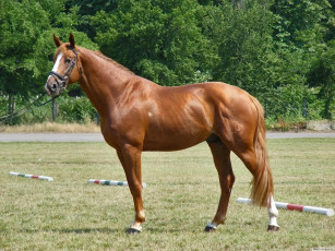 Картинка животные лошади