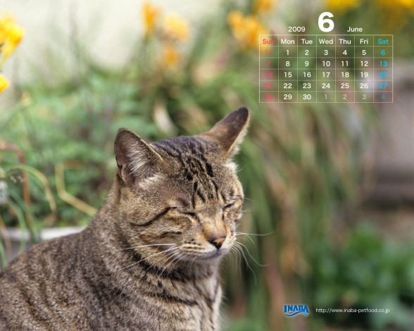 Обои картинки фото бренды, inaba