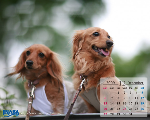 Обои картинки фото бренды, inaba