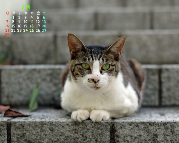 Обои картинки фото календари, животные