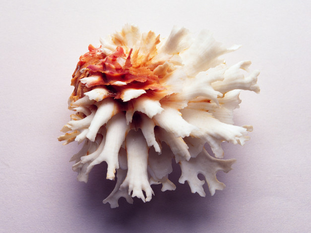 Обои картинки фото разное, ракушки, кораллы, декоративные, spa, камни