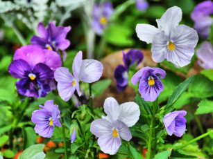 Картинка цветы анютины глазки садовые фиалки