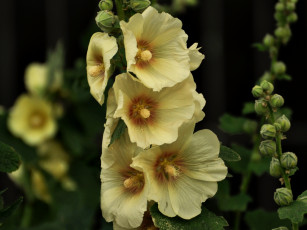 Картинка цветы мальвы