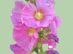 Картинка цветы мальвы