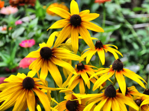 Картинка цветы рудбекия
