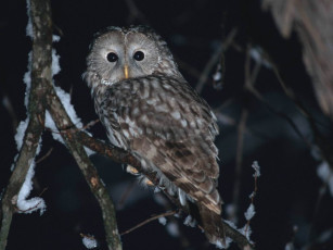 Картинка животные совы