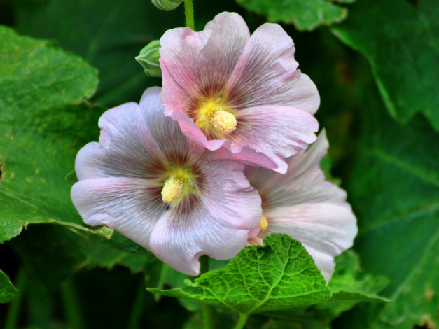 Обои картинки фото цветы, мальвы