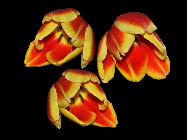 Обои картинки фото цветы, тюльпаны