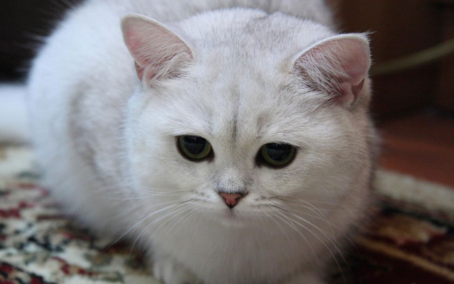 Обои картинки фото животные, коты