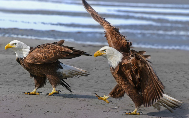 Обои картинки фото животные, птицы, хищники