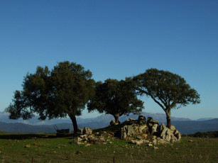 Картинка природа деревья андалусия