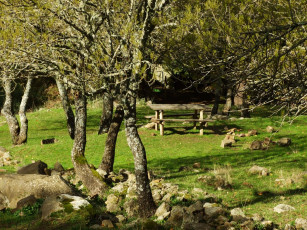 Картинка природа деревья стол