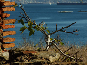 Картинка природа побережье ветка