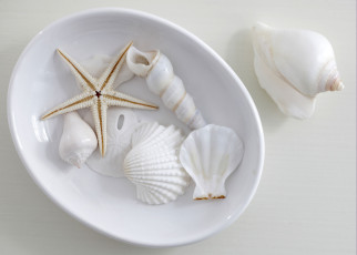 Картинка разное ракушки кораллы декоративные spa камни миска морская звезда
