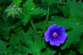 Картинка цветы герань листья