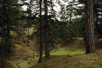 Картинка природа лес овраг сосны