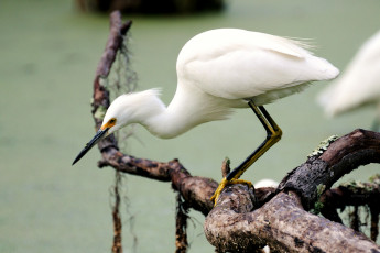 Картинка животные цапли ветка