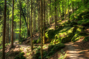 Картинка природа лес деревья