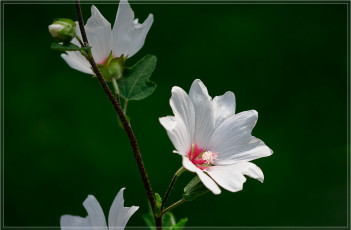 Картинка цветы лаватера лепестки