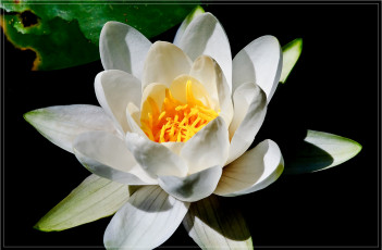 Картинка цветы лилии водяные нимфеи кувшинки лепестки