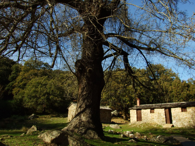 Обои картинки фото природа, деревья, хижина