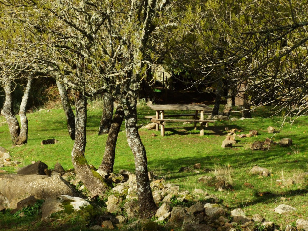 Обои картинки фото природа, деревья, стол