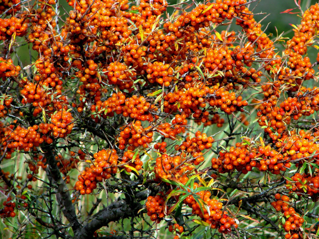 Обои картинки фото природа, Ягоды, облепиха, ветки