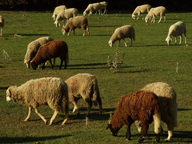 Обои картинки фото животные, овцы, бараны, стадо