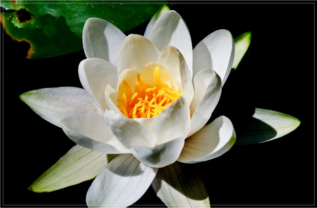 Обои картинки фото цветы, лилии, водяные, нимфеи, кувшинки, лепестки