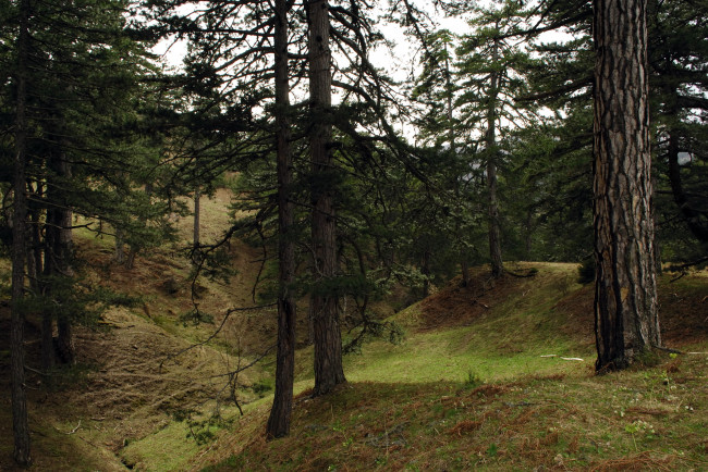 Обои картинки фото природа, лес, овраг, сосны