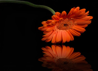 Картинка цветы герберы отражение