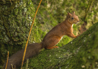 Картинка животные белки зверек