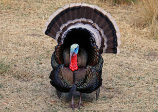 Картинка животные индюки лужайка хвост индюк