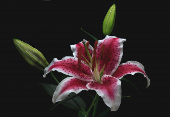 Картинка цветы лилии +лилейники макро