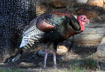 Картинка животные индюки индюшка полянка