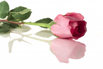 Картинка цветы розы отражение