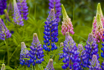 Картинка цветы люпин фиолетовый