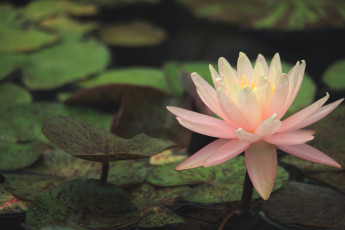 Картинка цветы лилии +лилейники макро