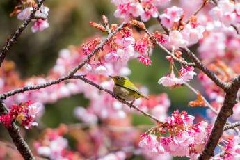 Картинка животные белоглазки сакура птичка