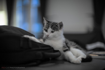 Картинка животные коты мордочка малыш котенок