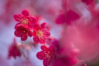 Картинка цветы цветущие+деревья+ +кустарники весна