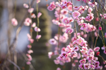 Картинка цветы цветущие+деревья+ +кустарники весна