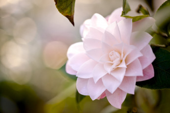 Картинка цветы камелии красавица