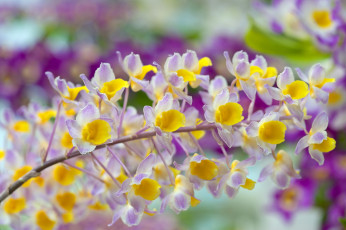 Картинка цветы орхидеи экзотика